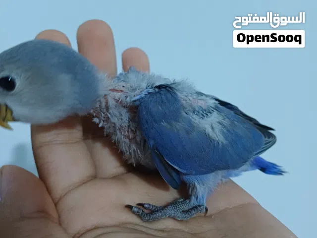 السلام عليكم اقرأ الوصف