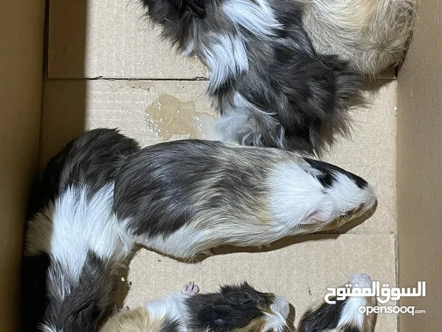 3 أزواج وبران (أمريكي - فرنسي - بلدي)