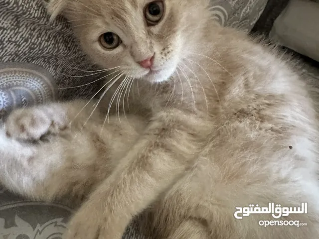 للبيع قطط أنثى وذكر سكوتش مكس