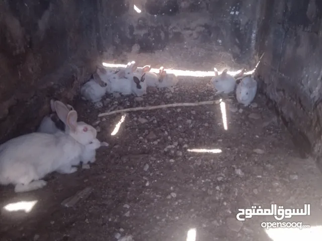 ارانب نخب للبيع