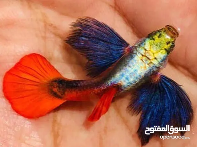 FLAR FISH FOR SALE (FREE MINI TANK) Only WhatsApp