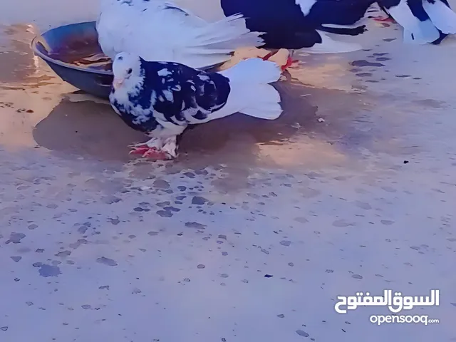 حمام مشكل.