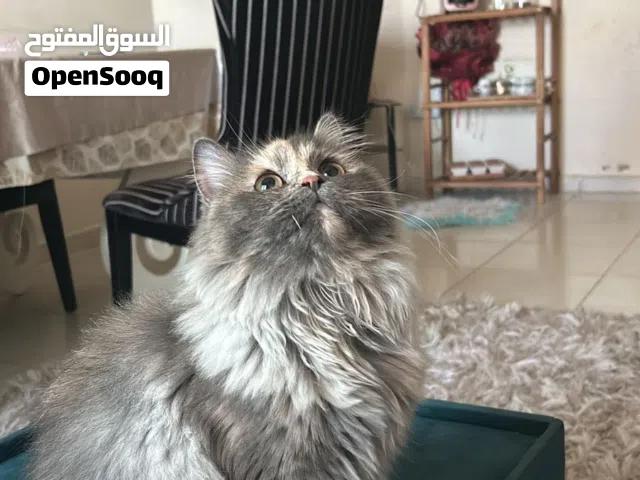 قطه للتبني بعمر سنه ونص