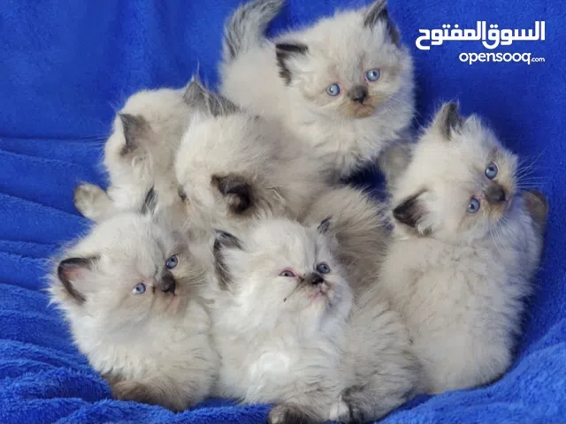 himalayan kittens males and females are available