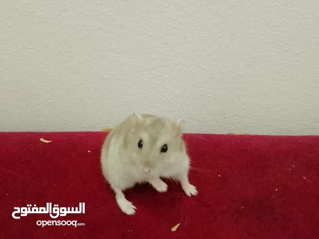 كمية جديدة من اناث الهامستر الروسي القزم جميع الالوان بعون الله صغار و كبار