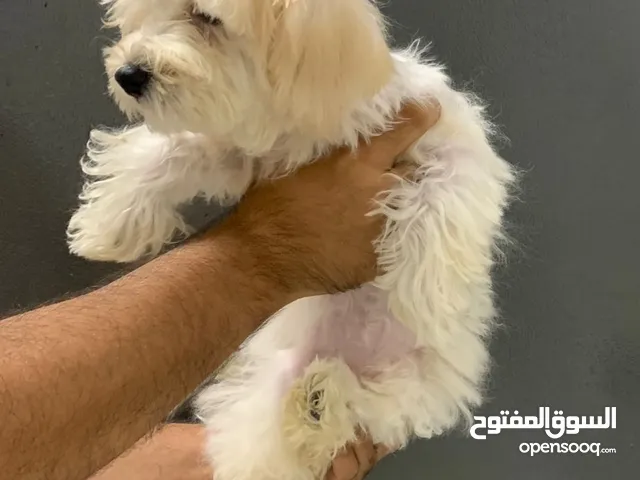 متوفر جروة انثى مالتيبو روعة  MALTIPOO PUPPY AVAILABLE