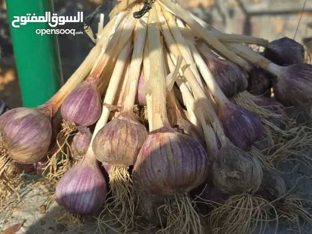 ثوم الجبل الأخضر