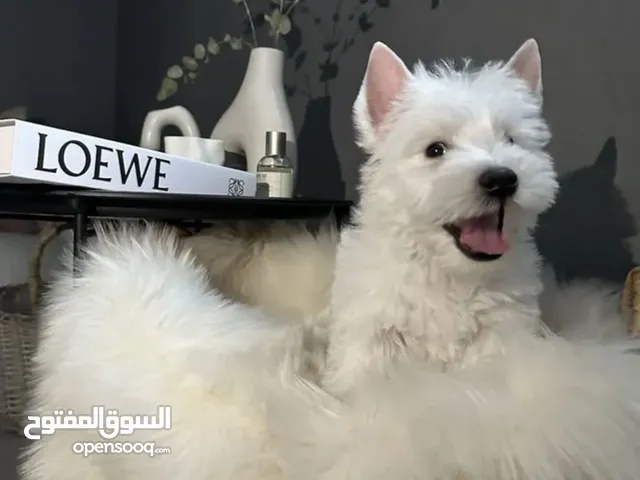 West Highland White Terrier from Russia
