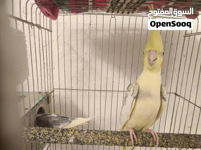 كوكتيل للبيع