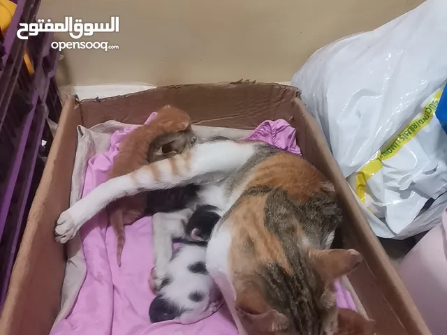 قطط للتبني قطه كبيره الام و4 قطط صغيرين