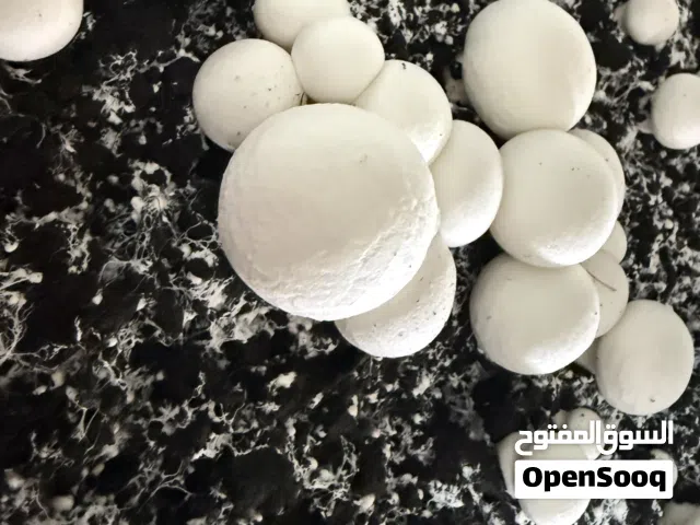 فطر ابيض للبيع