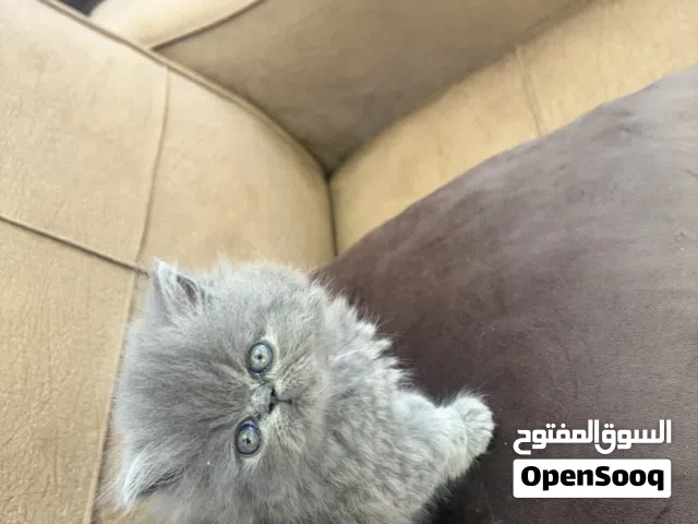 قطط سكوتش مكس شانشيلا