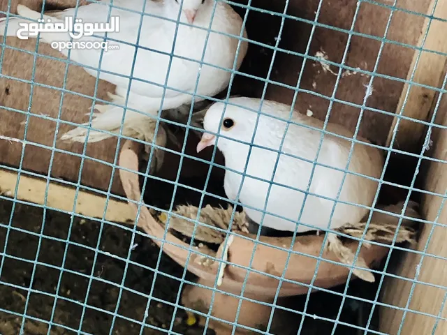 كوبيا هزاز شقلاب ربي يبارك