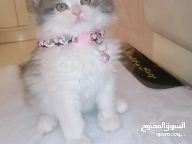 قطة شانشيلا باندا 3 شهور مع كامل الاحتياجات