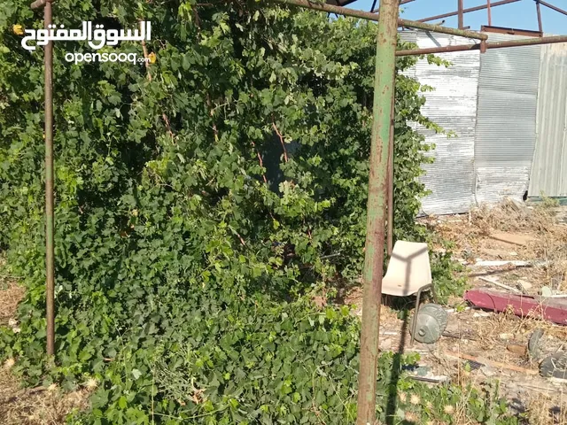 دالية دوالي للبيع بسعر 60 دينارر عمرها ما يقارب 12 سنه او اكثر موجوده في اربد حواره طريق الرمثا