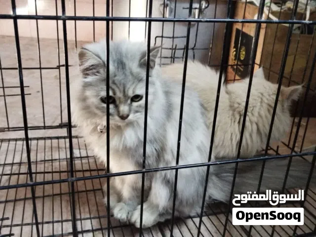 قطط شيرازيات