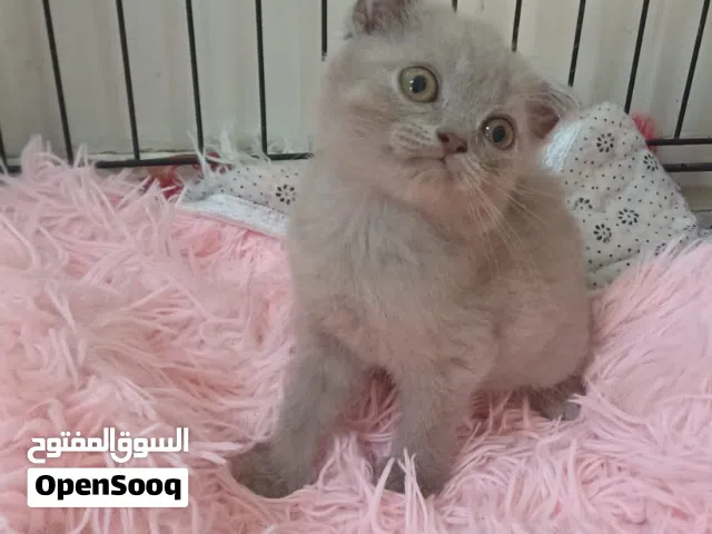 سكوتش فولد العمر شهرين صحته ممتازة جدا    و توصل واتس اب