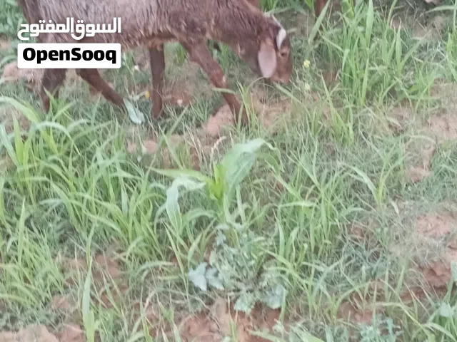 خروف.وفطيمة للبيع