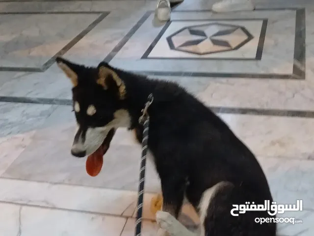 ذكر هاسكي للبيع