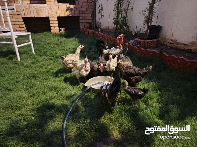 دجاج للبيع