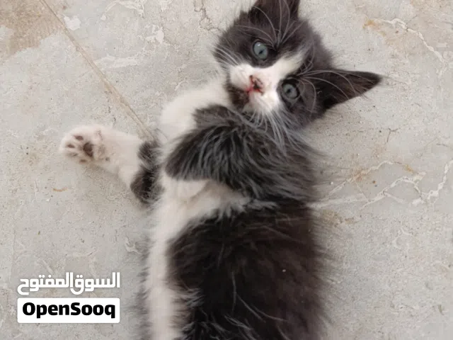 قطط لي التبني