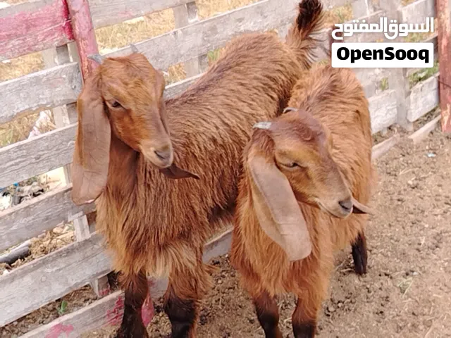 زوز اعنايق ربي يبارك العمر 3شهور تقريباً مكانهم صبراتة يوجد توصيل حسب المكان سعر البيع مع بعض 1300