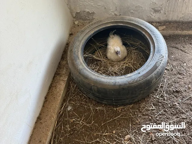 جوز دجاج مصوف للبيع شغالات موجودات في شارع الحريه