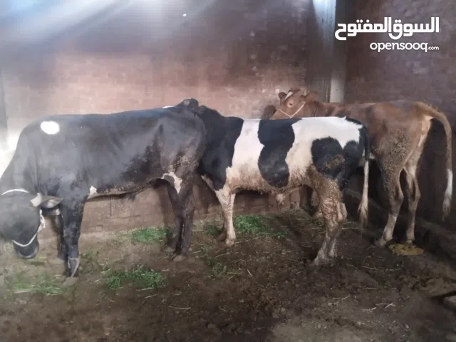 ضانى ماعز عجول بلدى من الصعيد