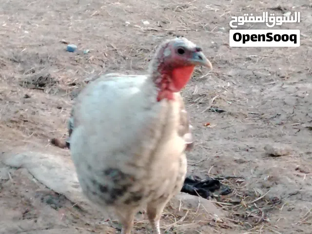 فسيفسة بياضه عمرها سنه ونص للبيع اقرة وصف