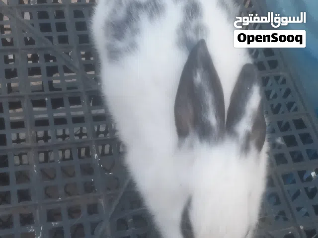 أقرأ الوصف