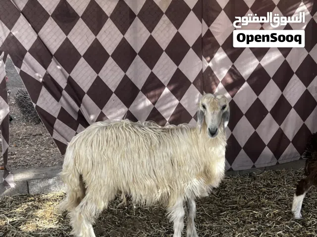 كبش للبيع العمر سنه تقريباً