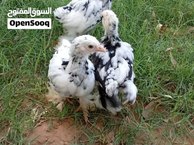 كتاكيت براهمي للبيع