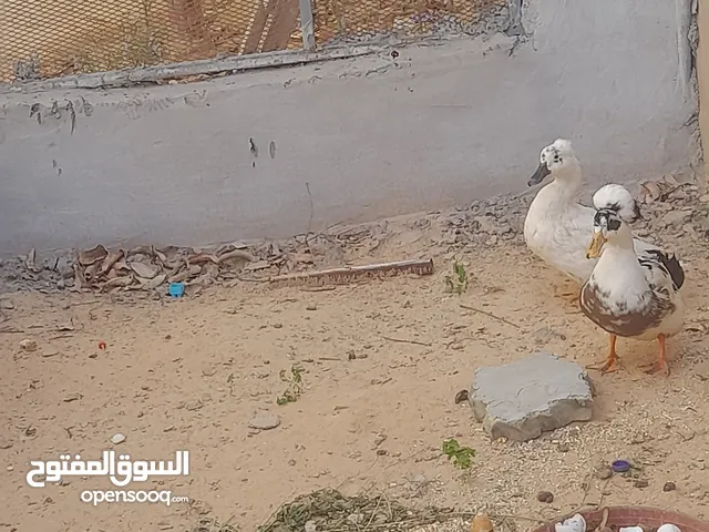 بط للبيع لا قوة اله بالله