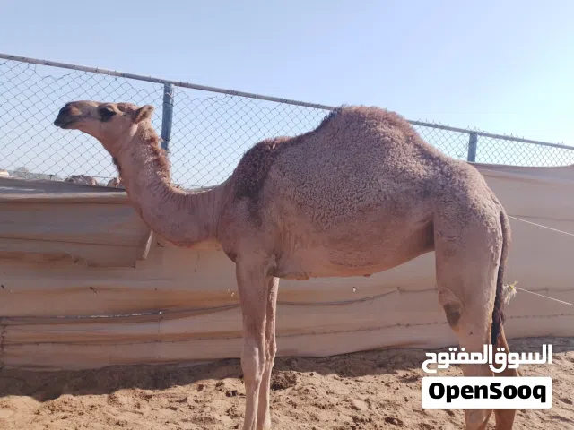 نبيع جميع انواع الحلا ونشتري جميع انواع الحلا