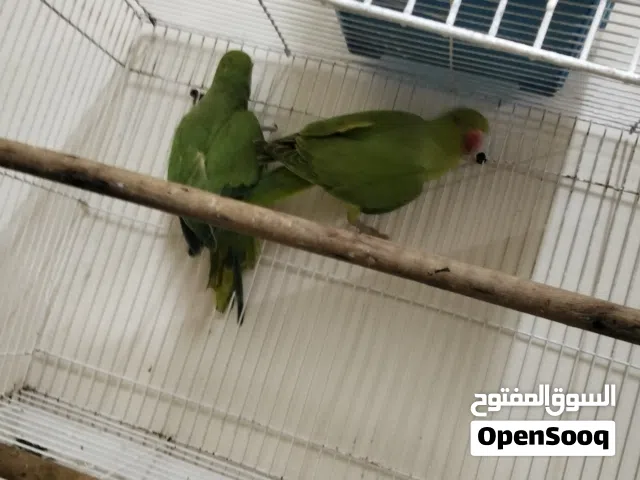 Ringneck baby sale Sharjah butina