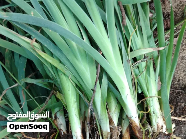 يوجد ابصال السوسنه السودا الكميه كويسه للجادين والسعر طري للي بوخذ كميه قلع جديد العنوان اربد