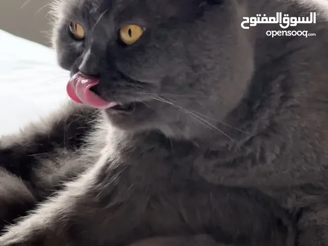 Purebred Scottish Fold Male 2 Years Old Fully Vaccinated & Pet-Friendly – Looking for a Loving Home