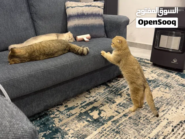 سكتوش فولد ny12