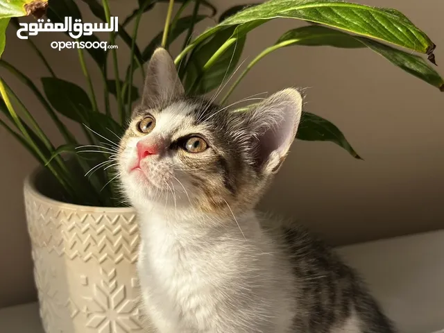 قطط للتبني