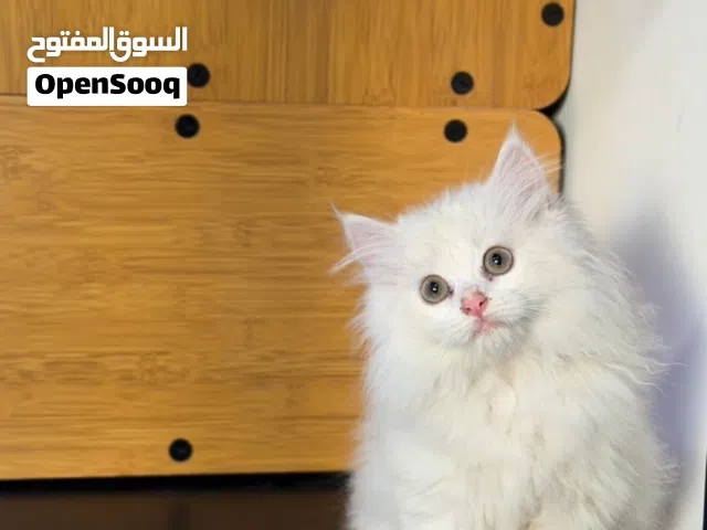 مطلوب قطه للتبنى