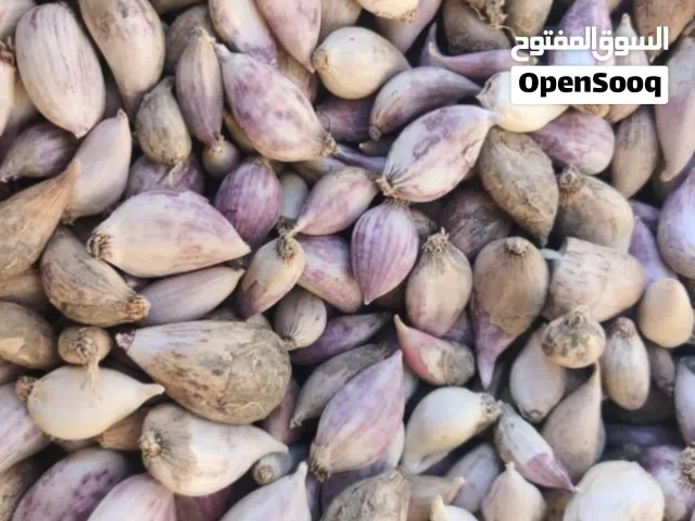 ثوم بلدي ذكر
