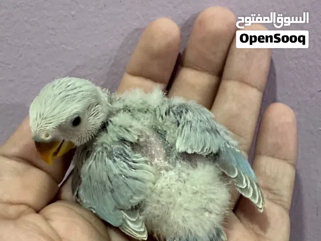 فروخ لوفبيرد