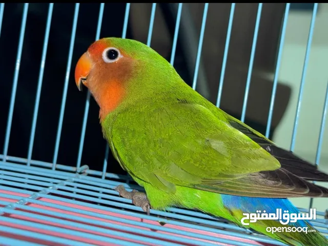 عصفور