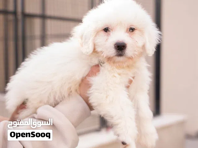 مالتيز مكس بسعر مغري...جميع المطاعيم ومايكروشيب التسليم في عياده بيطريه