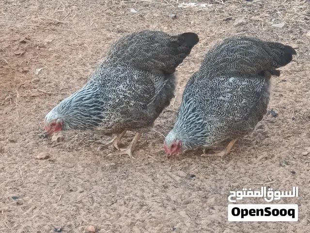 3دجاجات وديك بلايموث روك حجلي