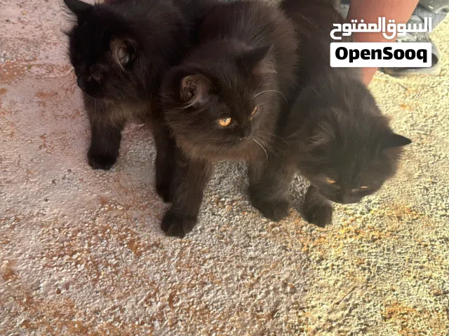 منطقه الزبير