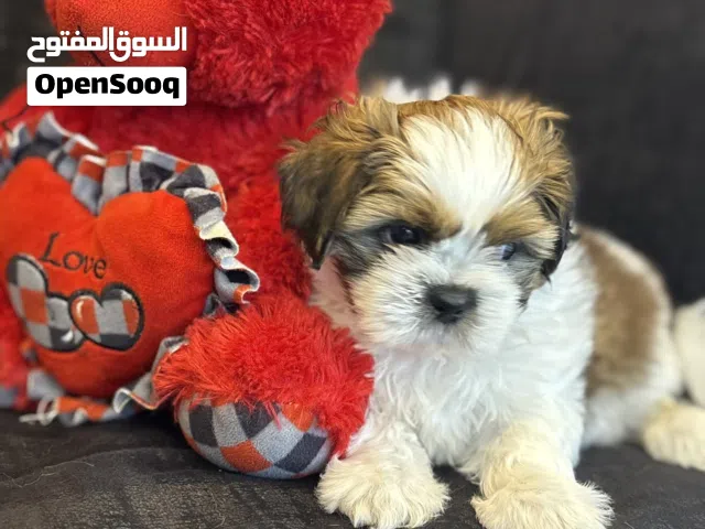 Adorable Shih Tzu Puppies Available