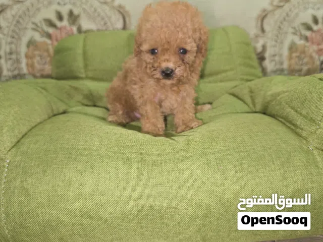 teacup poodle