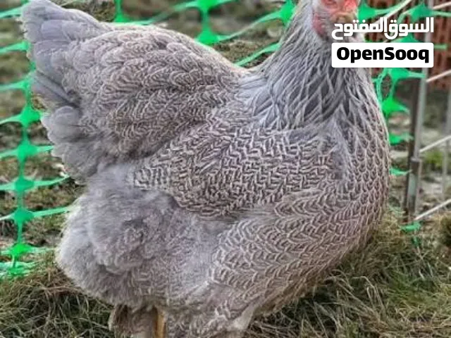 مطلوب براهما فضي