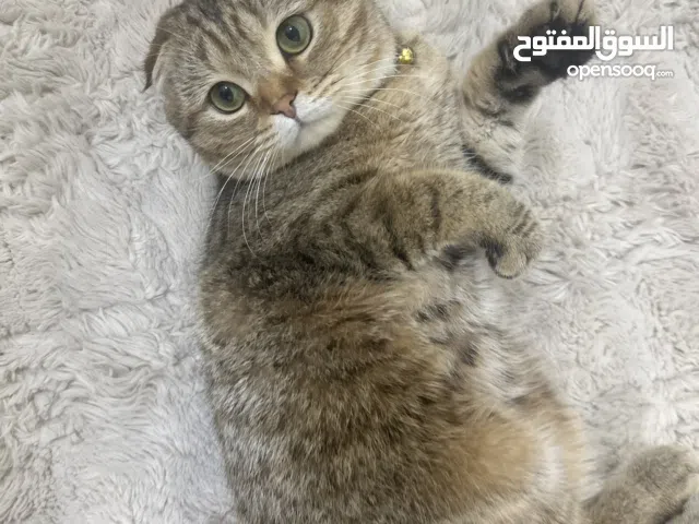 قط ذكر رائع اصلي مربي فل بيت